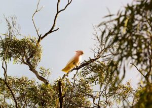 Pink Cockatoo at Lake Crosbie