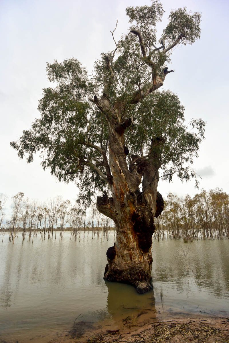 Ancient River Red Gums at Lake Mournpall
